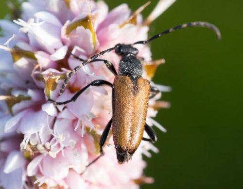 Réf. 185 593 : Stictoleptura maculicornis