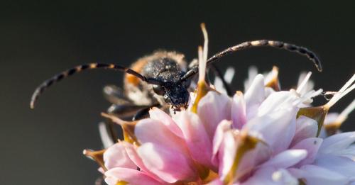 Réf. 185 595 : Stictoleptura maculicornis