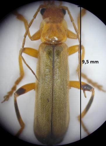 Réf. 185 948 : Metacantharis discoidea