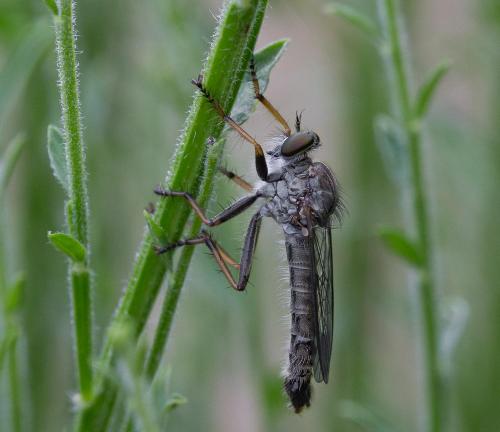 Réf. 185 973 : Neomochtherus geniculatus