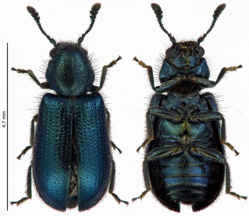 Réf. 185 130 : Necrobia violacea