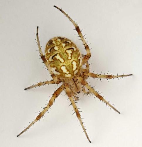 Neoscona byzanthina