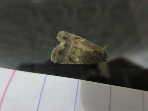 Spodoptera cilium