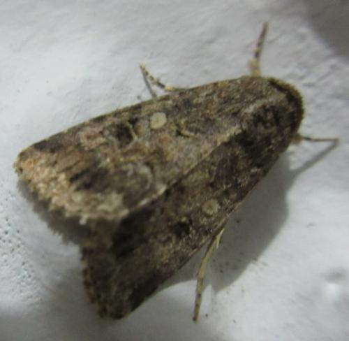 Réf. 185 495 : Spodoptera cilium