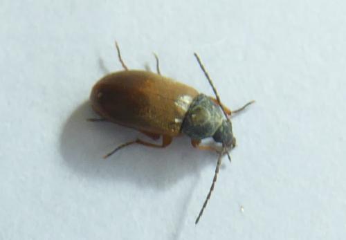 Réf. 185 229 : Isomira sp.