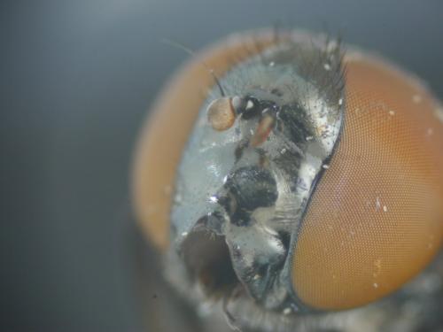 Réf. 185 285 : Chrysogaster solstitialis