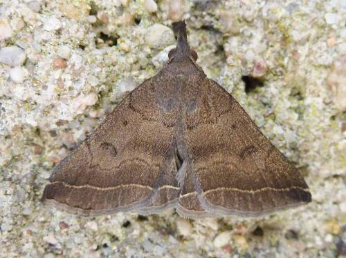 Réf. 185 294 : Pechipogo plumigeralis