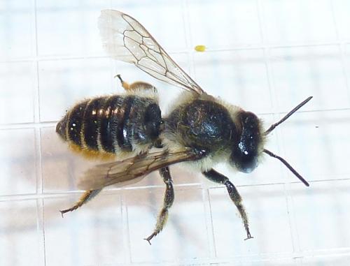 Réf. 185 445 : Megachile centuncularis