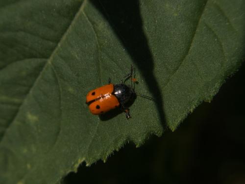 Cryptocephalus sexmaculatus