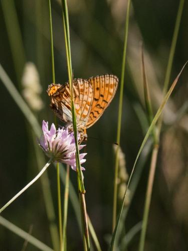 Argynnis niobe