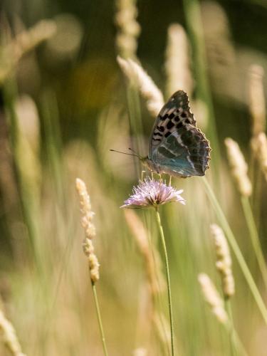 Argynnis paphia