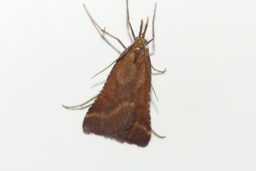 Réf. 185 578 : Synaphe punctalis