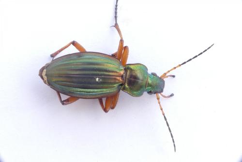 Carabus auratus