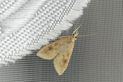 Udea ferrugalis