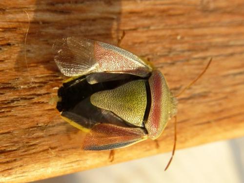 Piezodorus lituratus