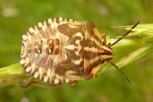 Carpocoris mediterraneus atlanticus