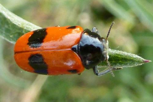 Réf. 185 166 : Clytra sp.