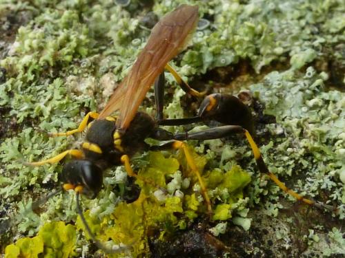 Réf. 185 900 : Sceliphron caementarium