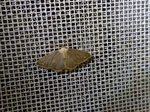 Réf. 185 872 : Idaea biselata
