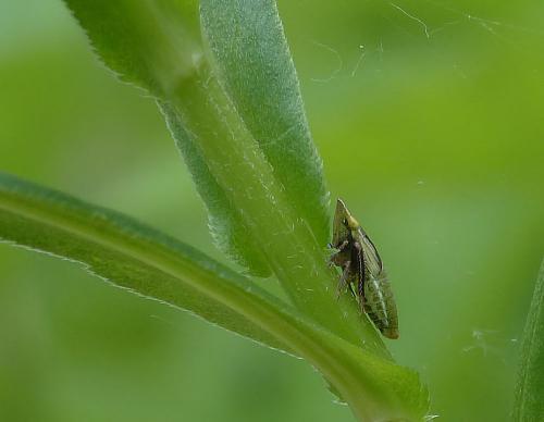 Aphrodes sp.