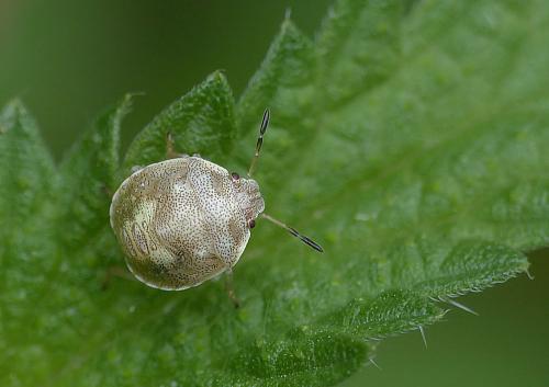 Réf. 185 933 : Eysarcoris ventralis