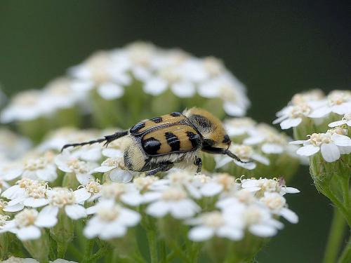 Trichius sp.