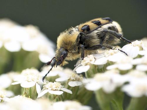 Réf. 185 855 : Trichius sp.