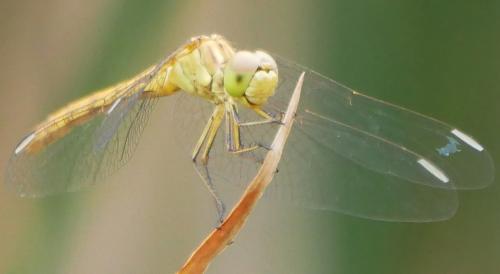 Sympetrum meridionale