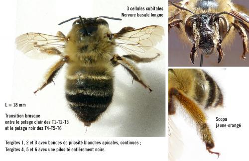 Réf. 185 138 : Anthophora affinis
