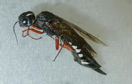 Xiphydria camelus
