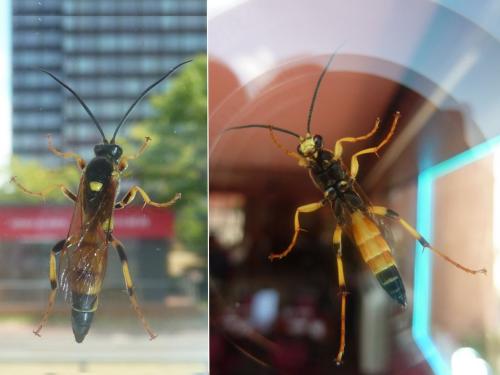 Réf. 185 218 : Ichneumon xanthorius