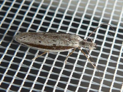 Réf. 185 594 : Pleurota bicostella