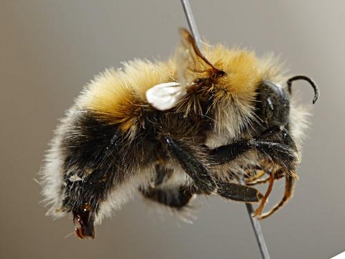 Bombus hypnorum