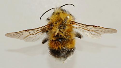 Bombus hypnorum