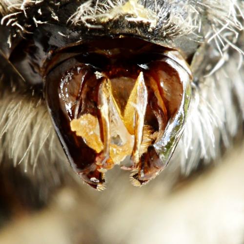Bombus hypnorum