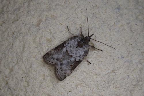 Réf. 185 083 : Nycteola sp.