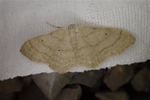 Réf. 185 081 : Idaea sp.