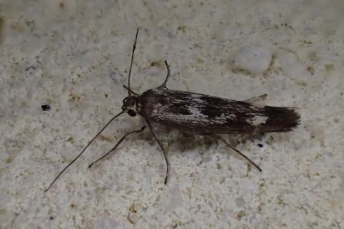 Réf. 185 067 : Scythris sp.
