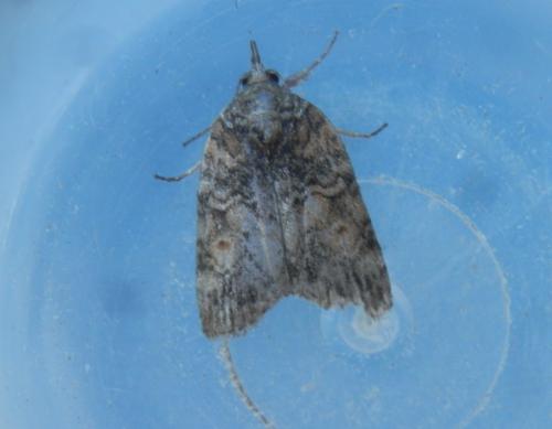 Réf. 185 205 : Nycteola sp.