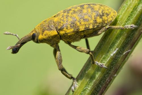 Réf. 185 418 : Larinus sturnus