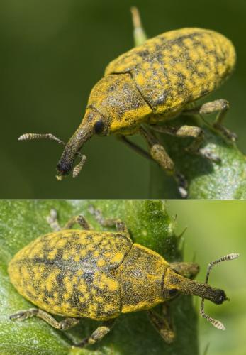 Réf. 185 419 : Larinus sturnus