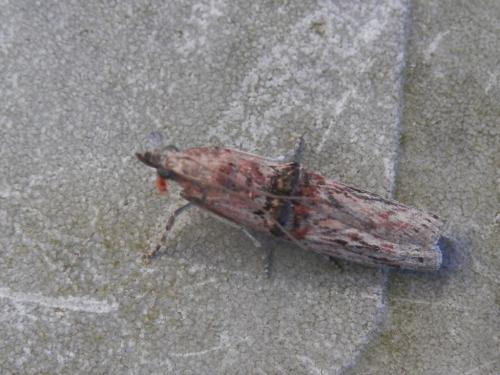 Réf. 185 156 : Nephopterix angustella