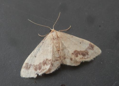 Idaea trigeminata