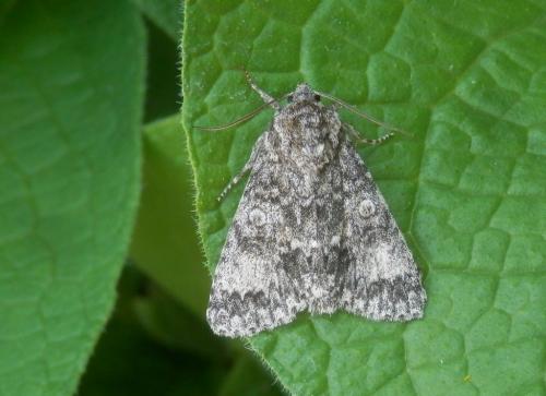 Réf. 185 353 : Subacronicta megacephala