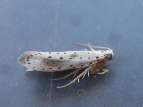 Réf. 185 356 : Yponomeuta irrorella