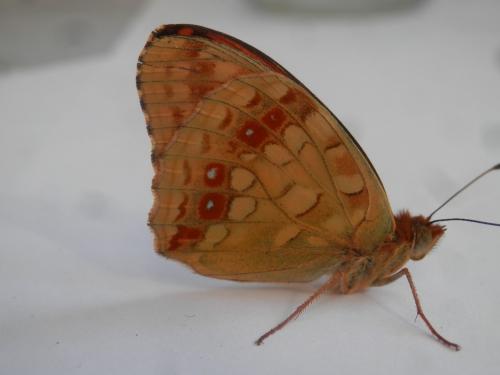 Argynnis adippe