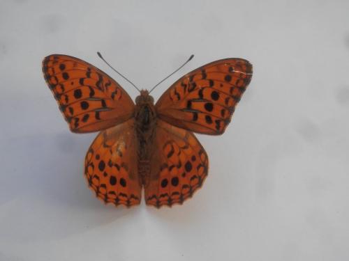 Argynnis adippe