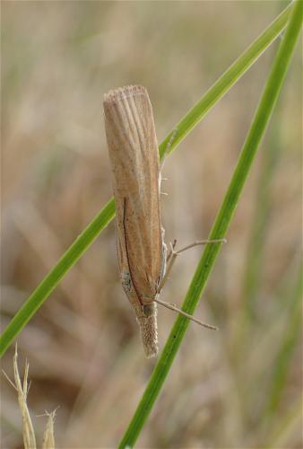 Réf. 185 658 : Pediasia luteella