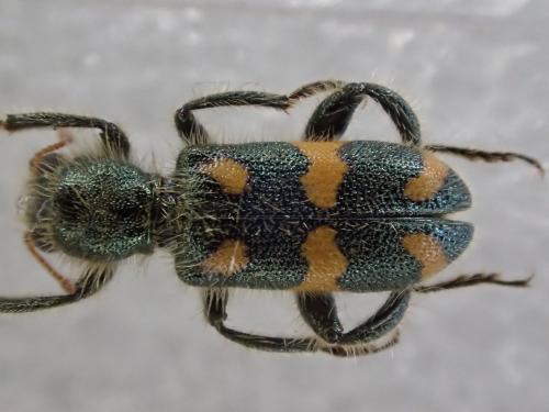 Réf. 185 808 : Trichodes flavocinctus