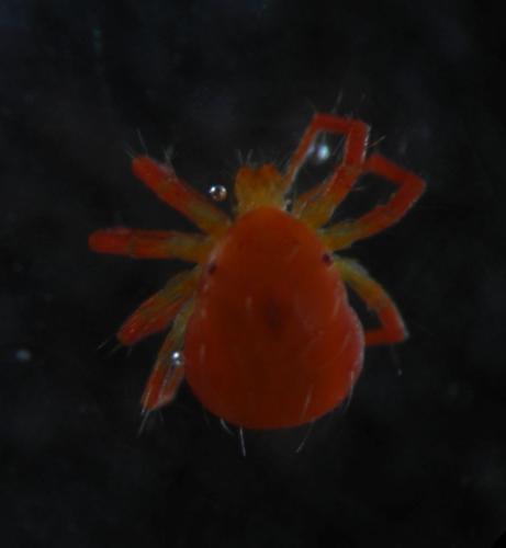 Anystis sp.